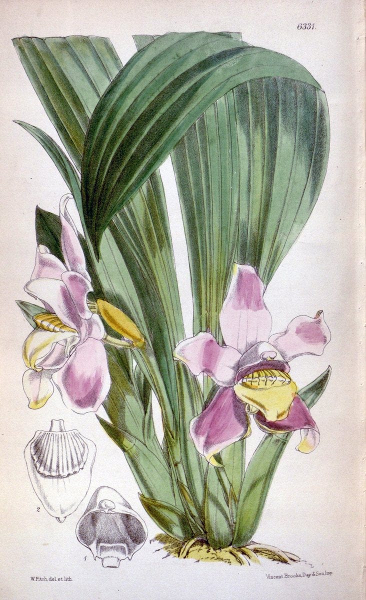 Curtis's botanical magazine. London ; New York [etc.] :Academic Press [etc.]. | "Botanical illustration" Botany Periodicals "Pictorial works" "Plants, Ornamental"  | Vintage Print Reproduction 457860