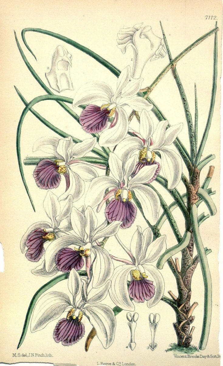 Curtis's botanical magazine. London ; New York [etc.] :Academic Press [etc.]. | "Botanical illustration" Botany Periodicals "Pictorial works" "Plants, Ornamental"  | Vintage Print Reproduction 457861