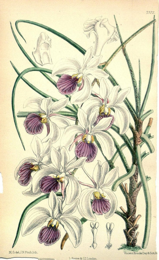 Curtis's botanical magazine. London ; New York [etc.] :Academic Press [etc.]. | "Botanical illustration" Botany Periodicals "Pictorial works" "Plants, Ornamental"  | Vintage Print Reproduction 457861