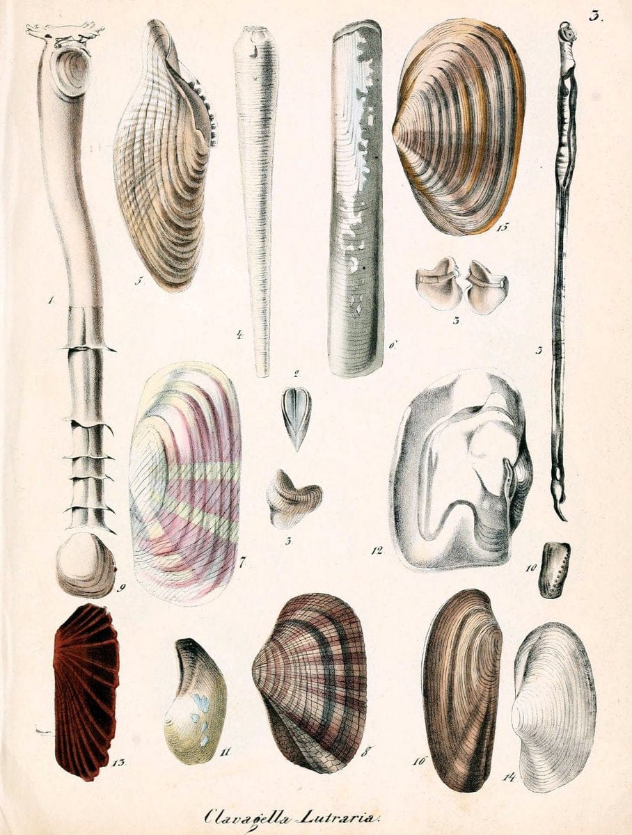 Conchylienbuch, oder, Allgemeine und besondere Naturgeschichte der Muscheln und Schnecke | Mollusks "Pictorial works"  | Vintage Print Reproduction 457862