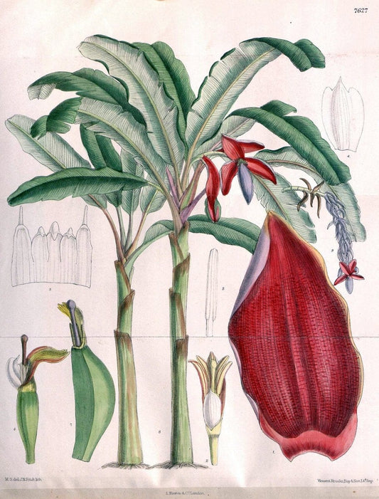 Curtis's botanical magazine. London ; New York [etc.] :Academic Press [etc.]. | "Botanical illustration" Botany Periodicals "Pictorial works" "Plants, Ornamental"  | Vintage Print Reproduction 457863