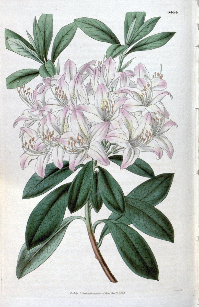 Curtis's botanical magazine. London ;New York [etc.] :Academic Press [etc.]. | Botany Periodicals "Pictorial works"  | Vintage Print Reproduction 457864