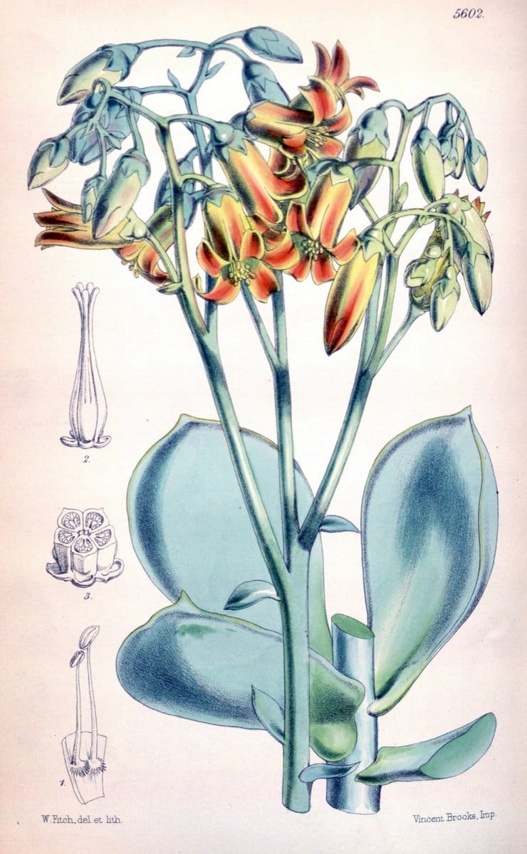 Curtis's botanical magazine. London ; New York [etc.] :Academic Press [etc.]. | "Botanical illustration" Botany Periodicals "Pictorial works" "Plants, Ornamental"  | Vintage Print Reproduction 457865