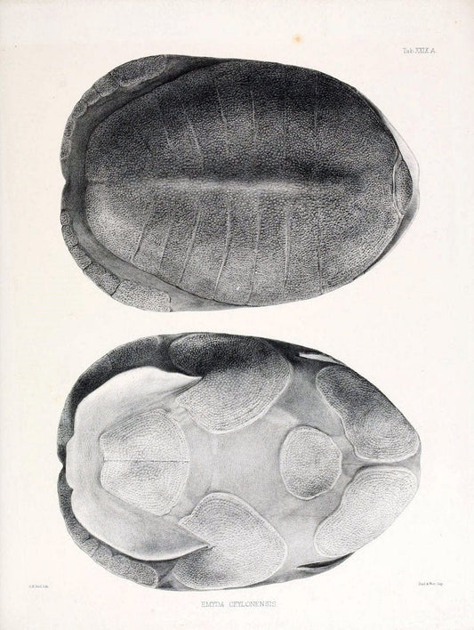 Catalogue of shield reptiles in the collection of the British Museum /.London :Printed by order of the Trustees,1855-1872.  | Vintage Print Reproduction 457866