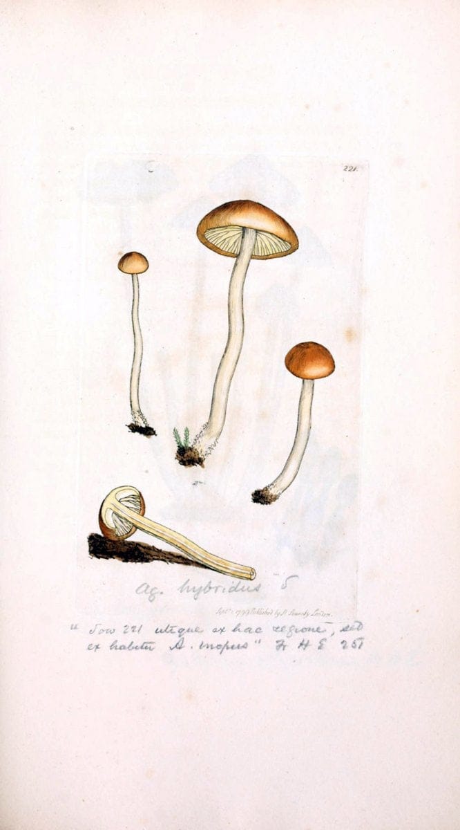 Coloured figures of English fungi or mushrooms. London,Printed by J. Davis,1797-[1809]. | England Mushrooms  | Vintage Print Reproduction 457867