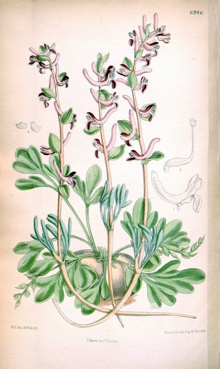 Curtis's botanical magazine. London ; New York [etc.] :Academic Press [etc.]. | "Botanical illustration" Botany Periodicals "Pictorial works" "Plants, Ornamental"  | Vintage Print Reproduction 457868