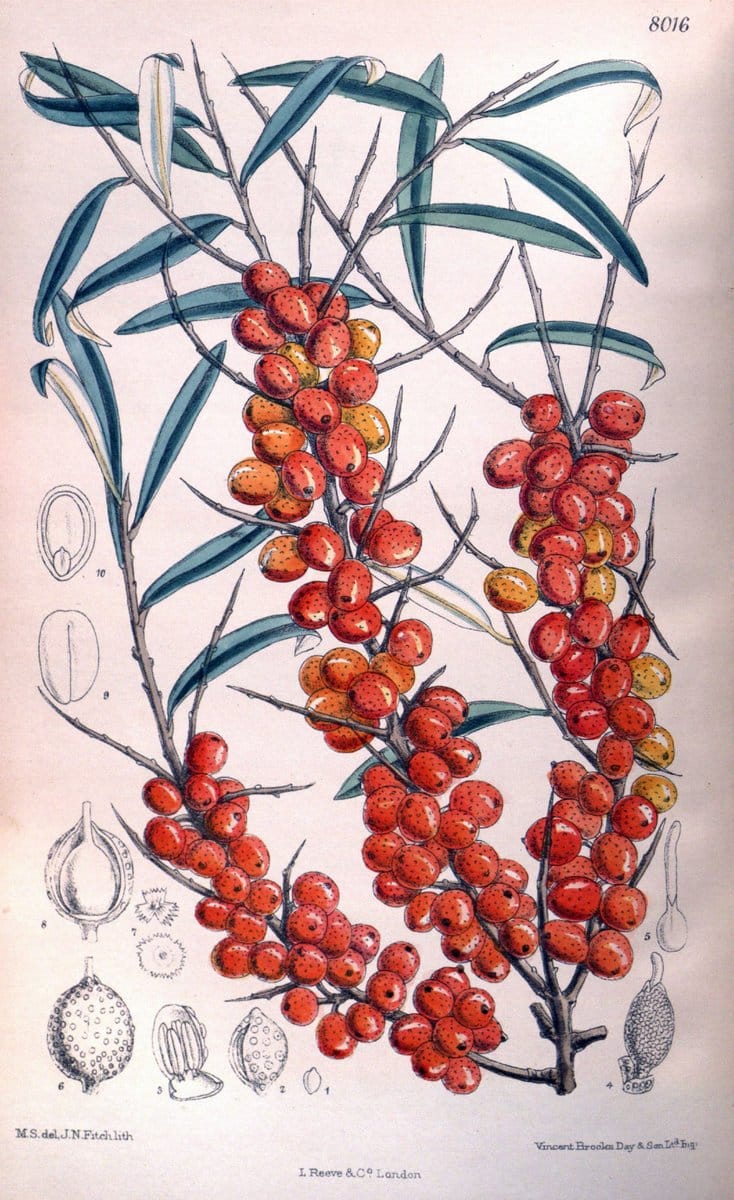 Curtis's botanical magazine. London ; New York [etc.] :Academic Press [etc.]. | "Botanical illustration" Botany Periodicals "Pictorial works" "Plants, Ornamental"  | Vintage Print Reproduction 457869