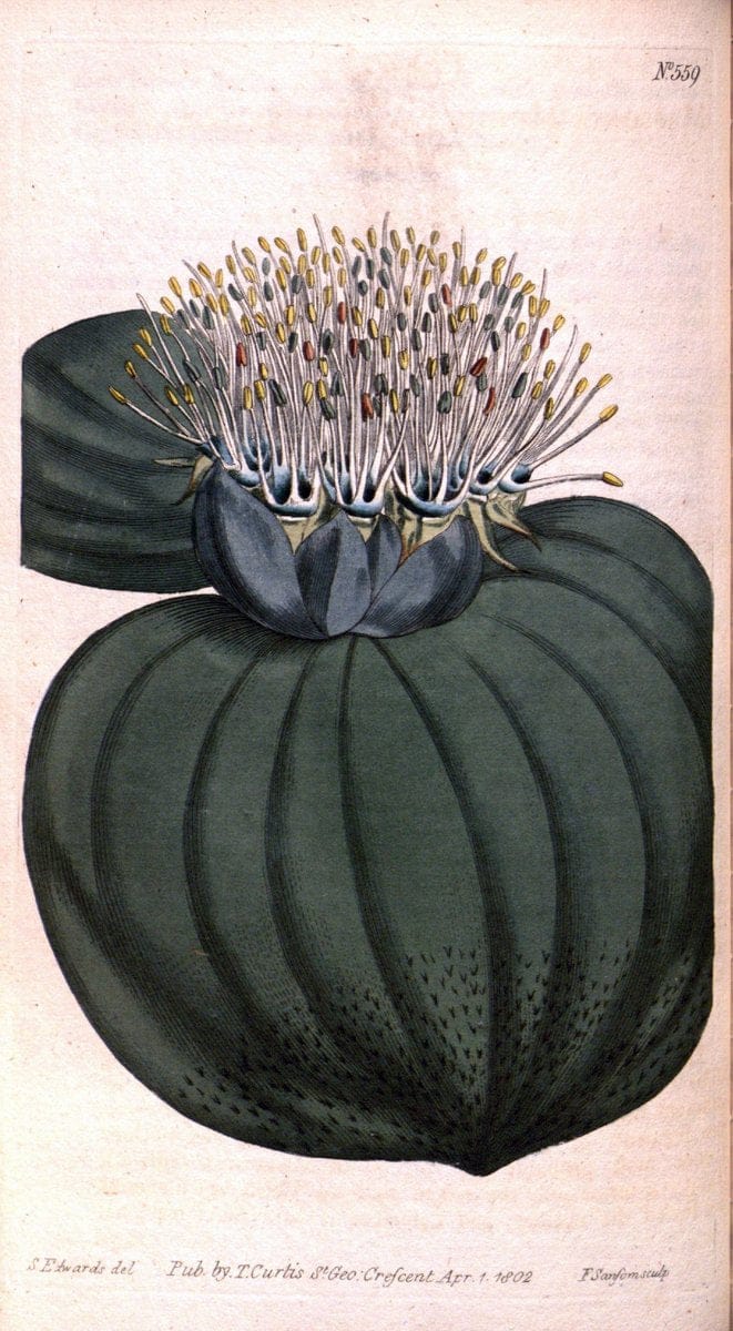 Curtis's botanical magazine. London ;New York [etc.] :Academic Press [etc.]. | Botany Periodicals "Pictorial works"  | Vintage Print Reproduction 457871