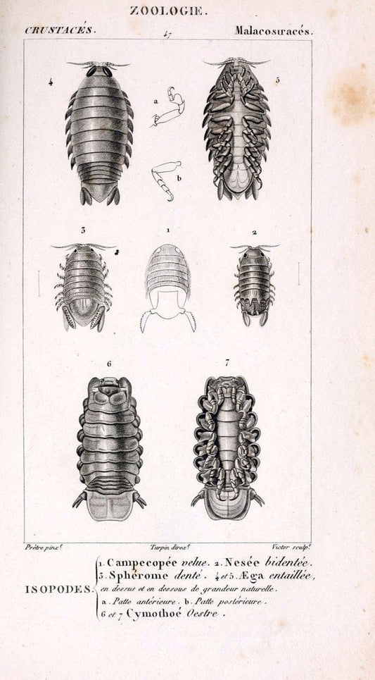 ConsidÃ©rations gÃ©nÃ©rales sur la classe des crustacÃ©s :.Paris :F.G. Levrault,1825.  | Crustacea France Zoology  | Vintage Print Reproduction 457872