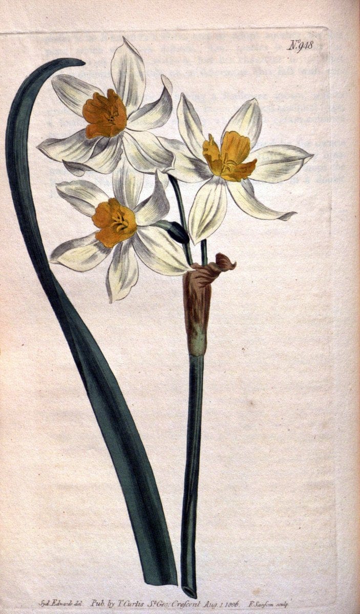 Curtis's botanical magazine. London ;New York [etc.] :Academic Press [etc.]. | Botany Periodicals "Pictorial works"  | Vintage Print Reproduction 457873