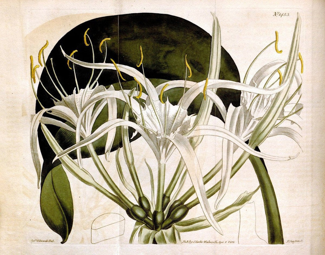 Curtis's botanical magazine. London ;New York [etc.] :Academic Press [etc.]. | Botany Periodicals "Pictorial works"  | Vintage Print Reproduction 457874