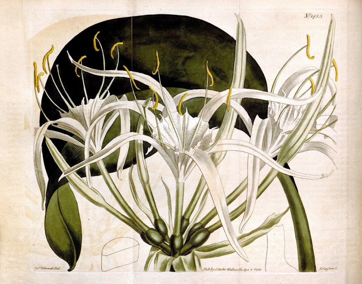 Curtis's botanical magazine. London ;New York [etc.] :Academic Press [etc.]. | Botany Periodicals "Pictorial works"  | Vintage Print Reproduction 457874