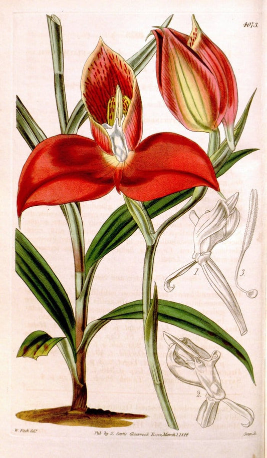 Curtis's botanical magazine. London ; New York [etc.] :Academic Press [etc.]. | "Botanical illustration" Botany Periodicals "Pictorial works" "Plants, Ornamental"  | Vintage Print Reproduction 457875