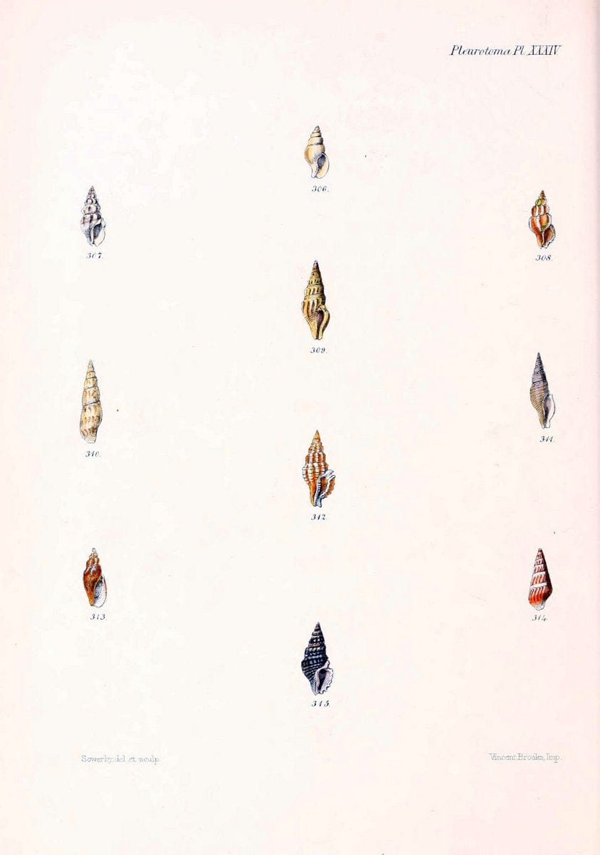 Conchologia iconica, or, Illustrations of the shells of molluscous animals. v.1London :Reeve, Brothers,1843-1878. | Mollusks "Pictorial works" Shells  | Vintage Print Reproduction 457877
