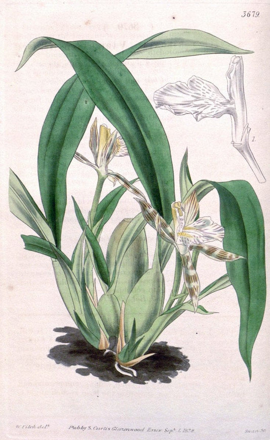 Curtis's botanical magazine..London ;New York [etc.] :Academic Press [etc.]. |  | Vintage Print Reproduction 457878