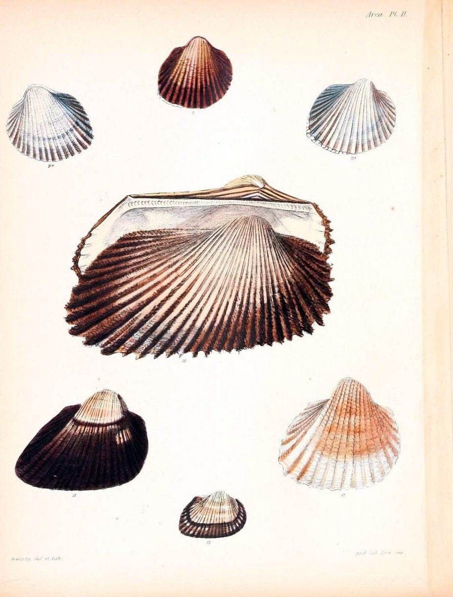 Conchologia iconica, or, Illustrations of the shells of molluscous animals /.London :Reeve, Brothers,1843-1878.  | Mollusks "Pictorial works" Shells | Vintage Print Reproduction 457879