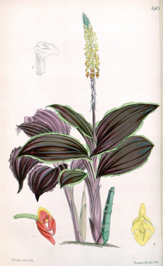 Curtis's botanical magazine. London ;New York [etc.] :Academic Press [etc.]. | Botany Periodicals "Pictorial works"  | Vintage Print Reproduction 457880