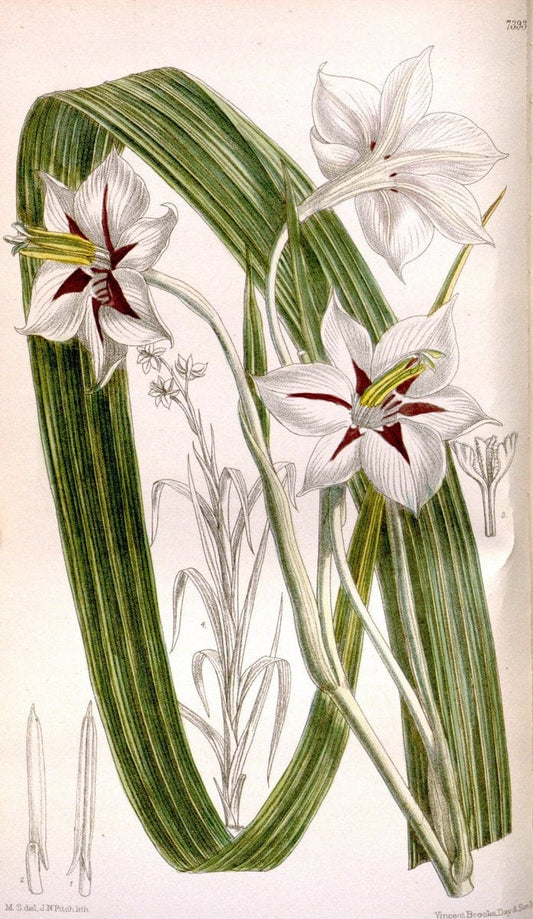 Curtis's botanical magazine. London ; New York [etc.] :Academic Press [etc.]. | "Botanical illustration" Botany Periodicals "Pictorial works" "Plants, Ornamental"  | Vintage Print Reproduction 457881