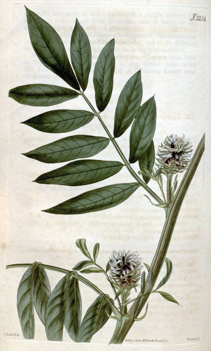 Curtis's botanical magazine. London ; New York [etc.] :Academic Press [etc.]. | "Botanical illustration" Botany Periodicals "Pictorial works" "Plants, Ornamental"  | Vintage Print Reproduction 457882