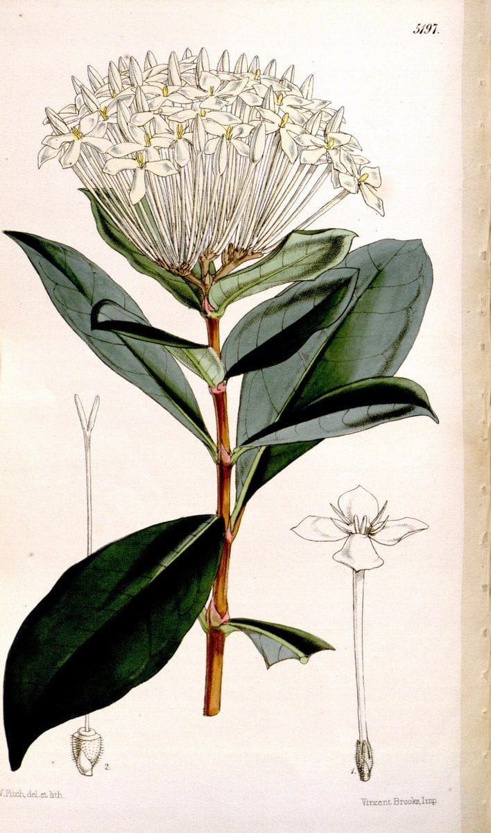 Curtis's botanical magazine. London ;New York [etc.] :Academic Press [etc.]. | Botany Periodicals "Pictorial works"  | Vintage Print Reproduction 457883