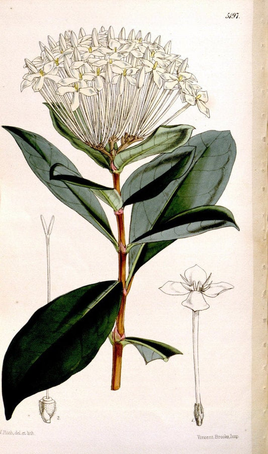 Curtis's botanical magazine. London ;New York [etc.] :Academic Press [etc.]. | Botany Periodicals "Pictorial works"  | Vintage Print Reproduction 457883