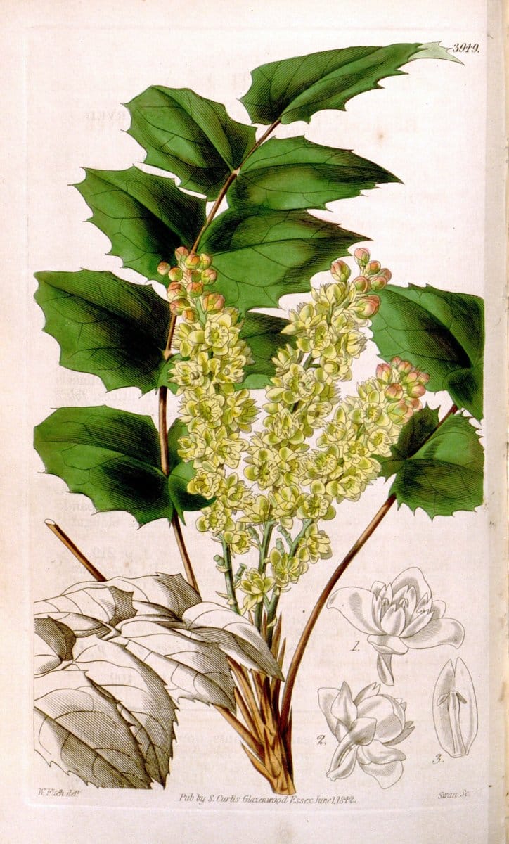 Curtis's botanical magazine. London ; New York [etc.] :Academic Press [etc.]. | "Botanical illustration" Botany Periodicals "Pictorial works" "Plants, Ornamental"  | Vintage Print Reproduction 457884