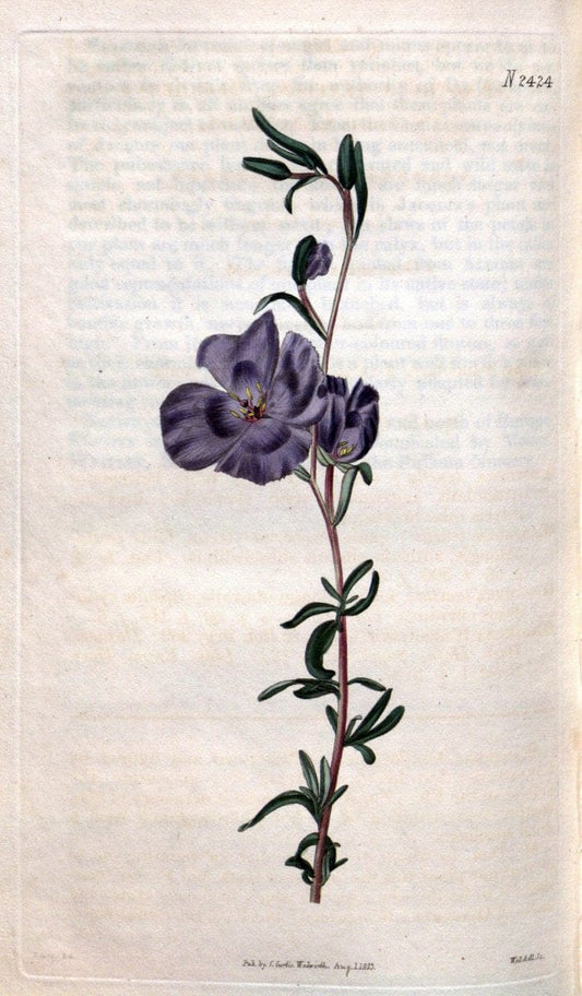 Curtis's botanical magazine. London ; New York [etc.] :Academic Press [etc.]. | "Botanical illustration" Botany Periodicals "Pictorial works" "Plants, Ornamental"  | Vintage Print Reproduction 457885