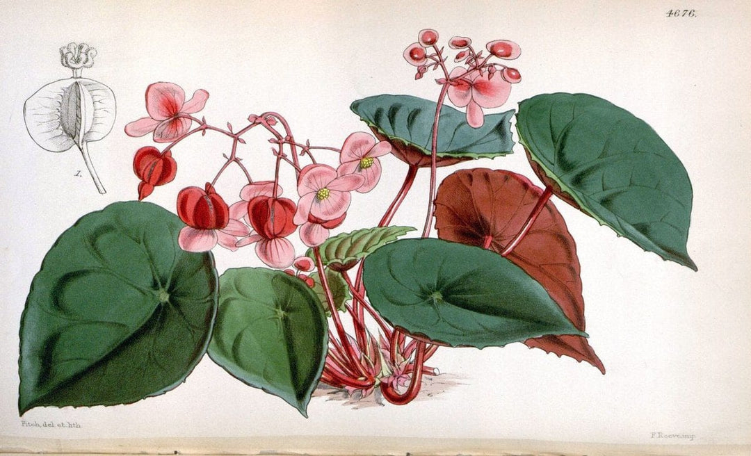 Curtis's botanical magazine. London ; New York [etc.] :Academic Press [etc.]. | "Botanical illustration" Botany Periodicals "Pictorial works" "Plants, Ornamental"  | Vintage Print Reproduction 457886