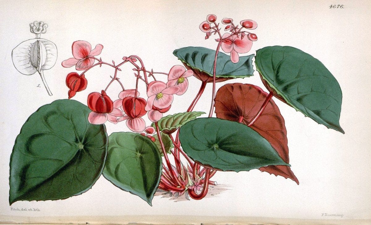 Curtis's botanical magazine. London ; New York [etc.] :Academic Press [etc.]. | "Botanical illustration" Botany Periodicals "Pictorial works" "Plants, Ornamental"  | Vintage Print Reproduction 457886