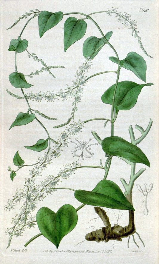Curtis's botanical magazine. London ; New York [etc.] :Academic Press [etc.]. | "Botanical illustration" Botany Periodicals "Pictorial works" "Plants, Ornamental"  | Vintage Print Reproduction 457887