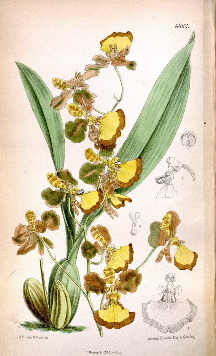 Curtis's botanical magazine. London ; New York [etc.] :Academic Press [etc.]. | "Botanical illustration" Botany Periodicals "Pictorial works" "Plants, Ornamental"  | Vintage Print Reproduction 457888