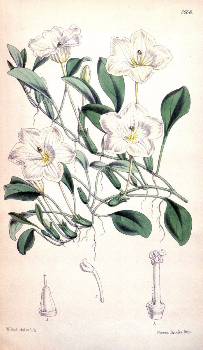 Curtis's botanical magazine. London ; New York [etc.] :Academic Press [etc.]. | "Botanical illustration" Botany Periodicals "Pictorial works" "Plants, Ornamental"  | Vintage Print Reproduction 457889