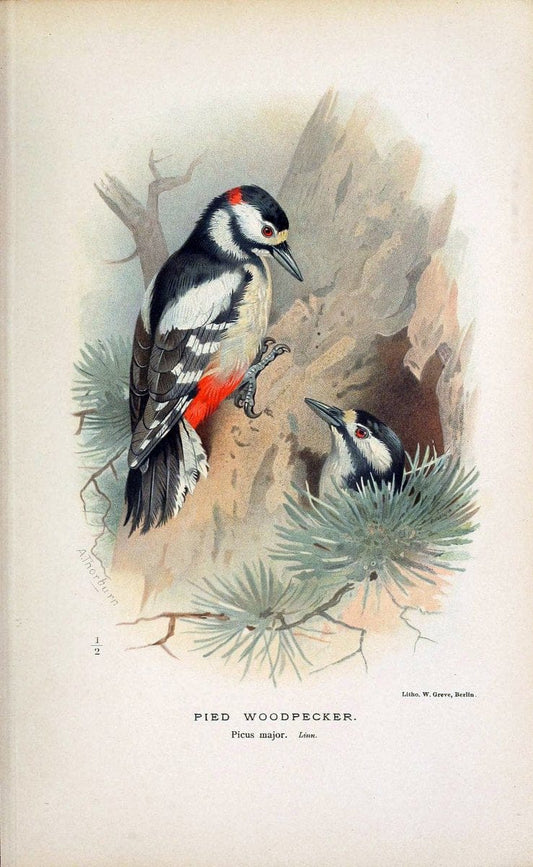 Coloured figures of the birds of the British Islands / issued by Lord Lilford. London :R | 59.82(42) Birds "Great Britain" "Pictorial works"  | Vintage Print Reproduction 457890