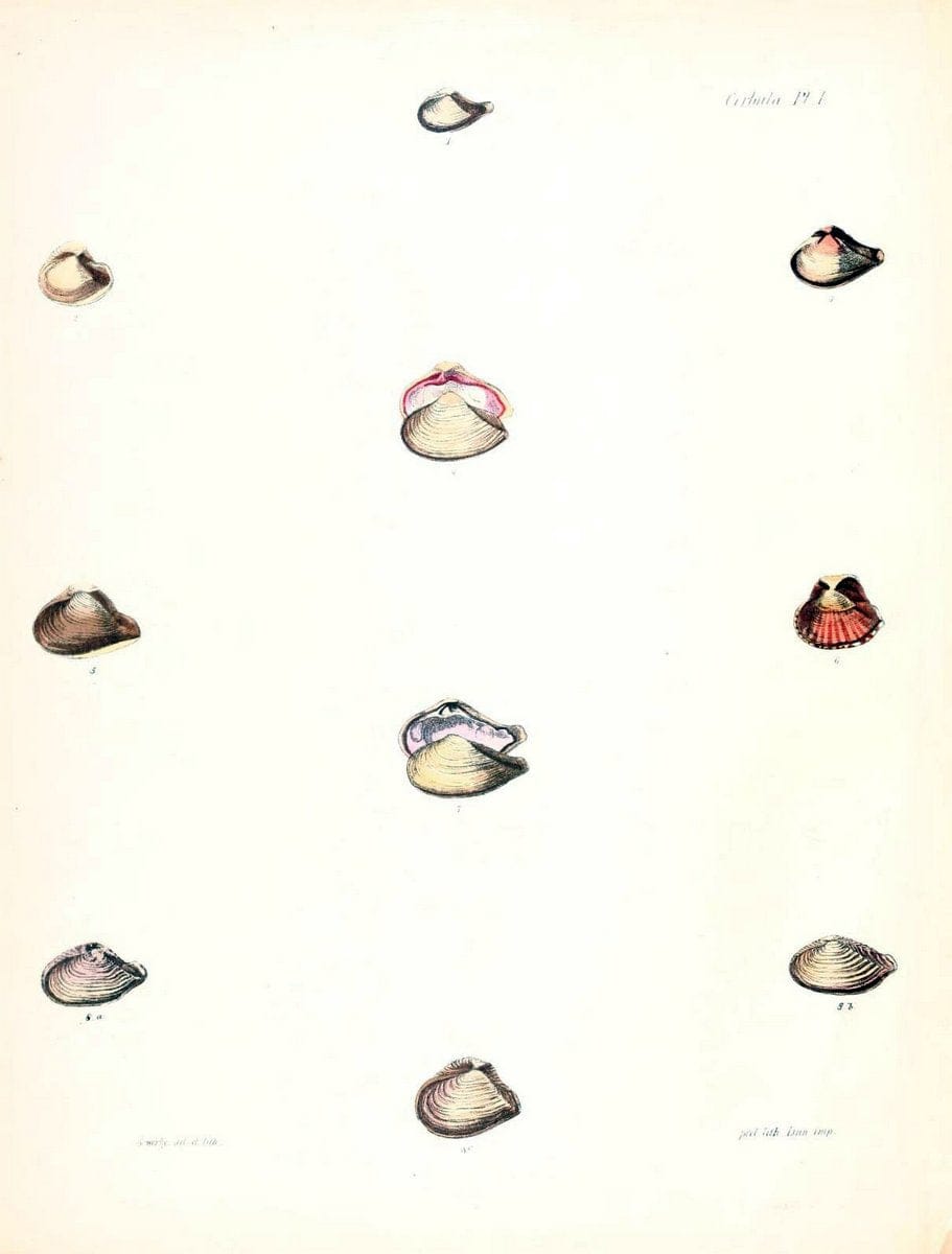 Conchologia iconica, or, Illustrations of the shells of molluscous animals /.London :Reeve, Brothers,1843-1878.  | Mollusks "Pictorial works" Shells | Vintage Print Reproduction 457891