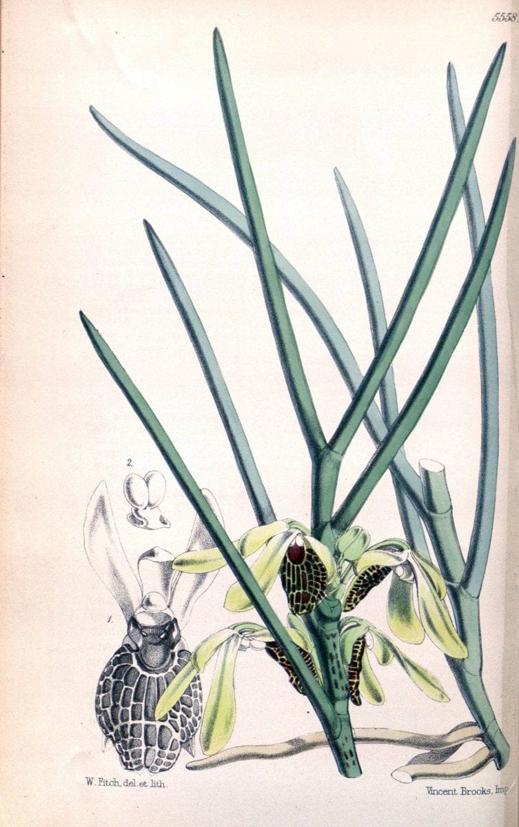 Curtis's botanical magazine. London ; New York [etc.] :Academic Press [etc.]. | "Botanical illustration" Botany Periodicals "Pictorial works" "Plants, Ornamental"  | Vintage Print Reproduction 457892