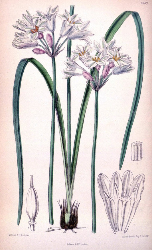 Curtis's botanical magazine. London ; New York [etc.] :Academic Press [etc.]. | "Botanical illustration" Botany Periodicals "Pictorial works" "Plants, Ornamental"  | Vintage Print Reproduction 457893