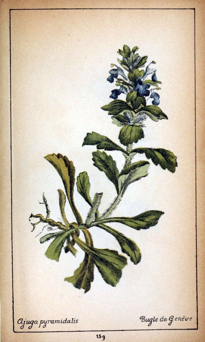 Choix de plantes de l'Europe centrale et particuliÃ¨rement de la Suisse et de la SavoieGe | Europe Central "Pictorial works" Plants "Savoy (France and Italy)" Switzerland  | Vintage Reproduction 457894