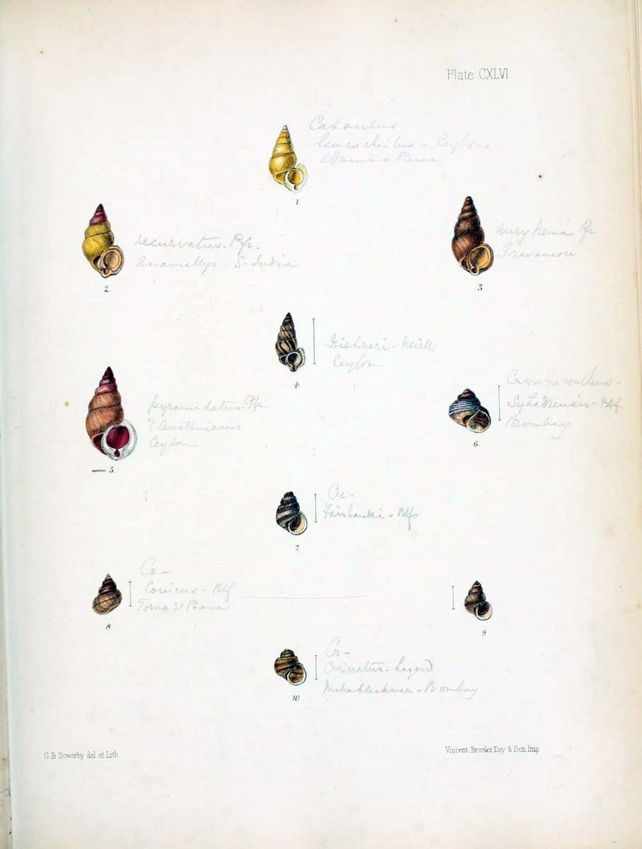 Conchologia indica,.London,1870-1876.. |  | Vintage Print Reproduction 457895
