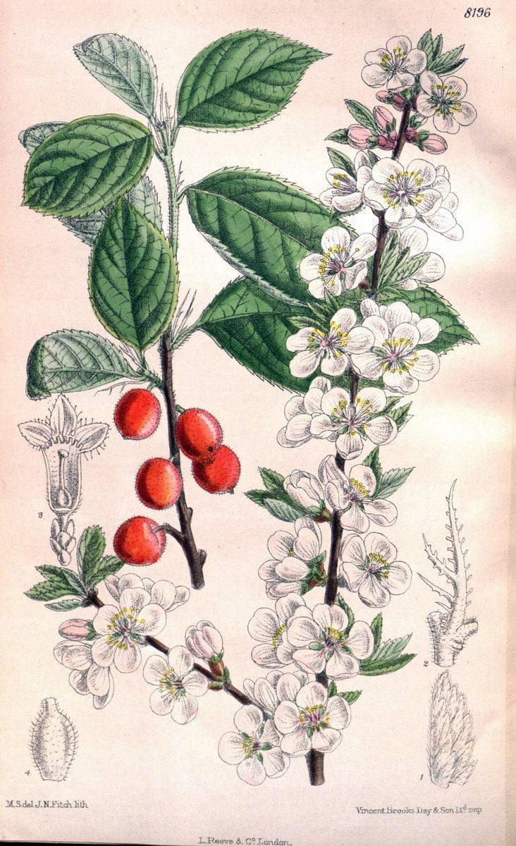 Curtis's botanical magazine. London ; New York [etc.] :Academic Press [etc.]. | "Botanical illustration" Botany Periodicals "Pictorial works" "Plants, Ornamental"  | Vintage Print Reproduction 457896