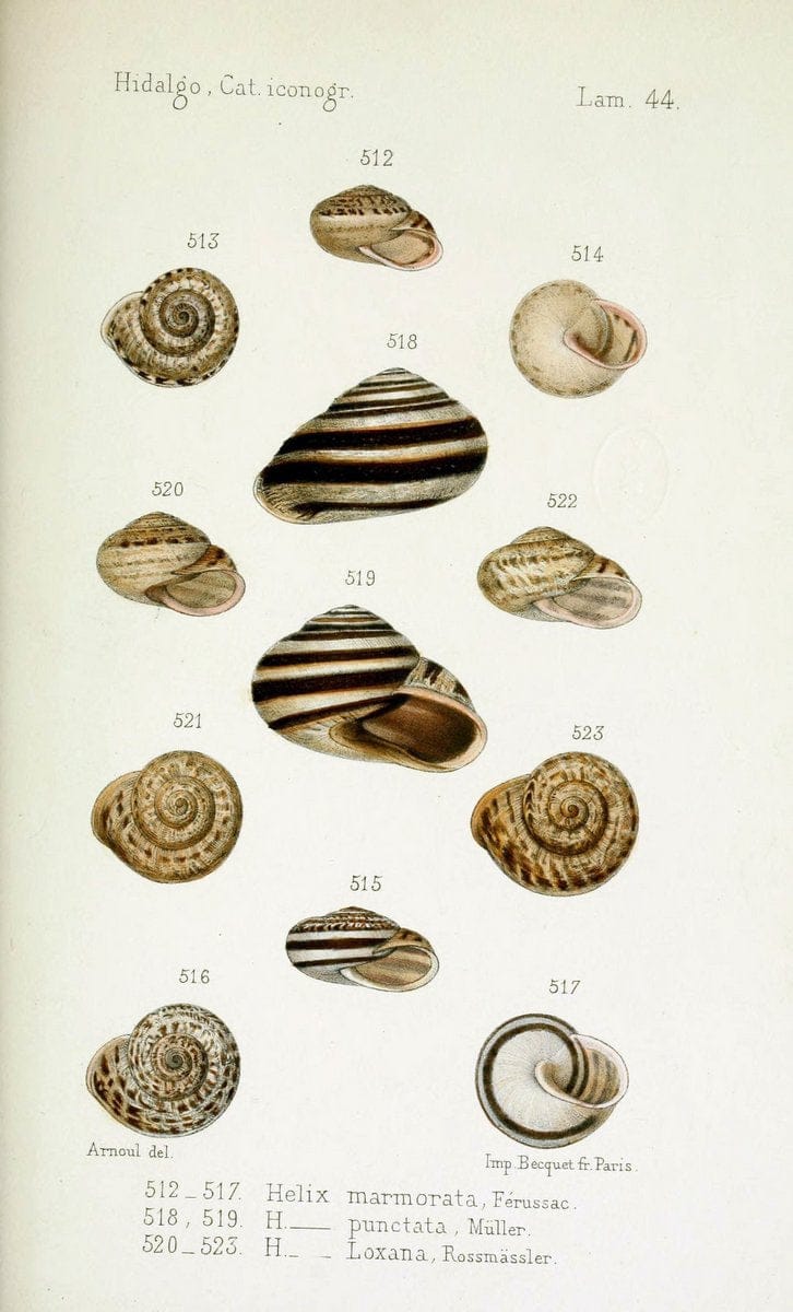 Catalogo iconografico y descriptivo de los moluscos terrestres de EspaÃ Â±a, Portugal y la | "Balearic Islands" Mollusks Portugal Spain  | Vintage Print Reproduction 457897