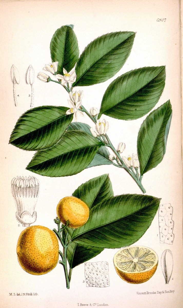 Curtis's botanical magazine. London ; New York [etc.] :Academic Press [etc.]. | "Botanical illustration" Botany Periodicals "Pictorial works" "Plants, Ornamental"  | Vintage Print Reproduction 457900