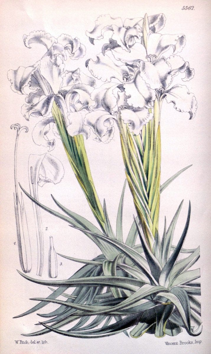 Curtis's botanical magazine. London ; New York [etc.] :Academic Press [etc.]. | "Botanical illustration" Botany Periodicals "Pictorial works" "Plants, Ornamental"  | Vintage Print Reproduction 457902