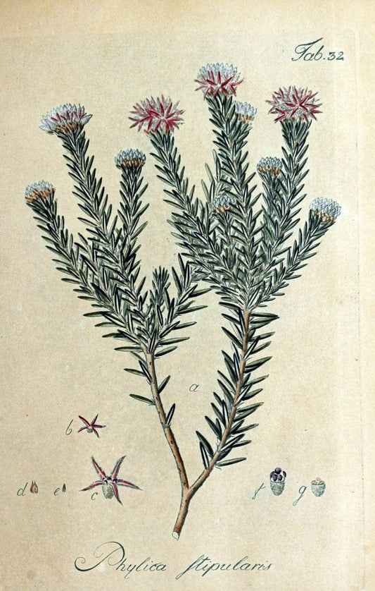 Collectio plantarum tam exoticarum, quam indigenarum, cum delineatione, descriptione cul | Botany | Vintage Print Reproduction 457903