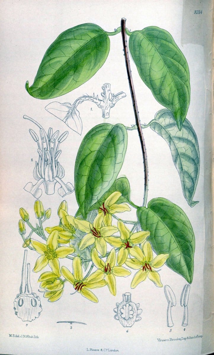 Curtis's botanical magazine. London ; New York [etc.] :Academic Press [etc.]. | "Botanical illustration" Botany Periodicals "Pictorial works" "Plants, Ornamental"  | Vintage Print Reproduction 457904