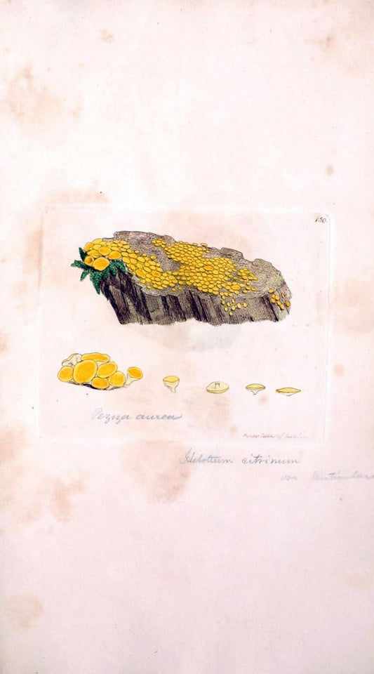 Coloured figures of English fungi or mushrooms. London,Printed by J. Davis,1797-[1809]. | England Mushrooms  | Vintage Print Reproduction 457905