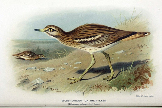 Coloured figures of the birds of the British Islands / issued by Lord Lilford. London :R | Birds "Great Britain" "Pictorial works"  | Vintage Print Reproduction 457906