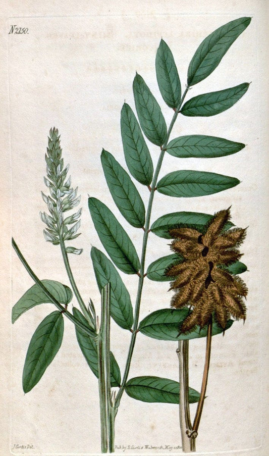 Curtis's botanical magazine. London ; New York [etc.] :Academic Press [etc.]. | "Botanical illustration" Botany Periodicals "Pictorial works" "Plants, Ornamental"  | Vintage Print Reproduction 457907