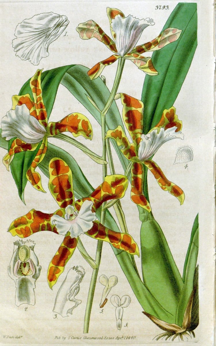 Curtis's botanical magazine. London ;New York [etc.] :Academic Press [etc.]. | Botany Periodicals "Pictorial works"  | Vintage Print Reproduction 457908