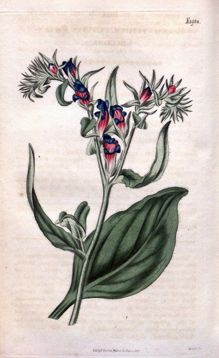 Curtis's botanical magazine. London ; New York [etc.] :Academic Press [etc.]. | "Botanical illustration" Botany Periodicals "Pictorial works" "Plants, Ornamental"  | Vintage Print Reproduction 457909