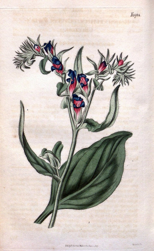 Curtis's botanical magazine. London ; New York [etc.] :Academic Press [etc.]. | "Botanical illustration" Botany Periodicals "Pictorial works" "Plants, Ornamental"  | Vintage Print Reproduction 457909